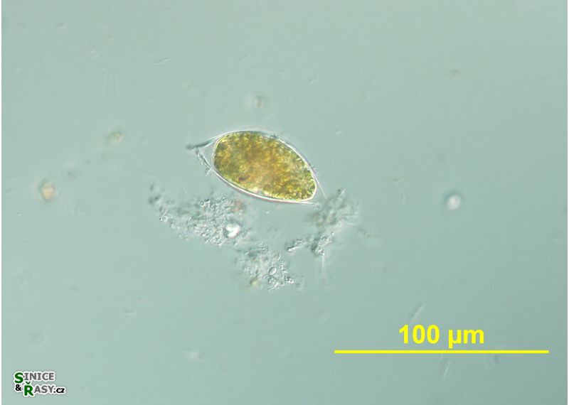 Cystodinium cornifax