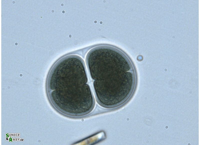 Chroococcus giganteus