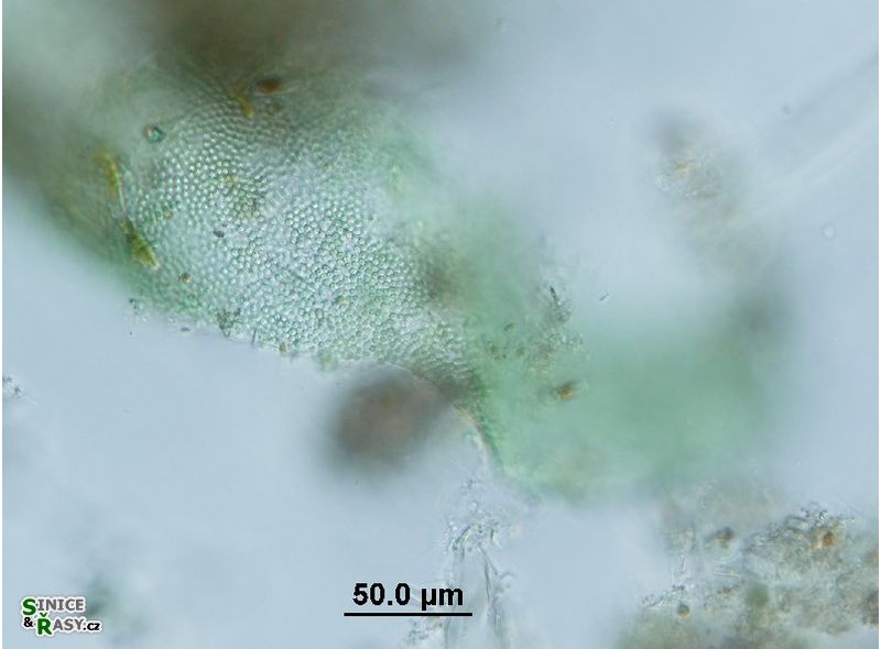 Microcrocis geminata