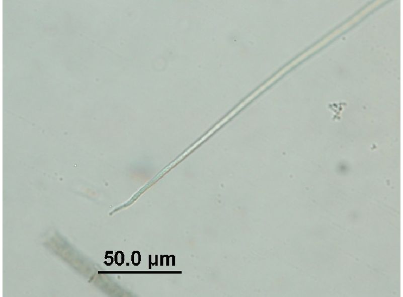 Geitlerinema splendidum