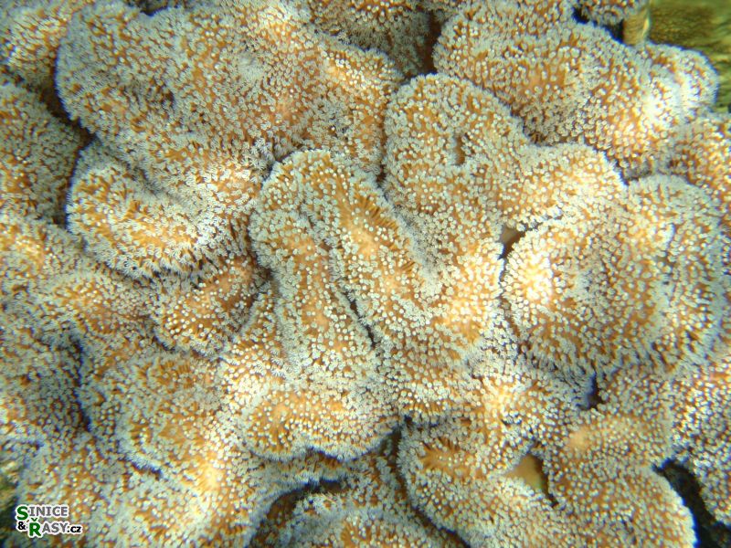 koral-sarcophyton-cf-trocheliphorum2