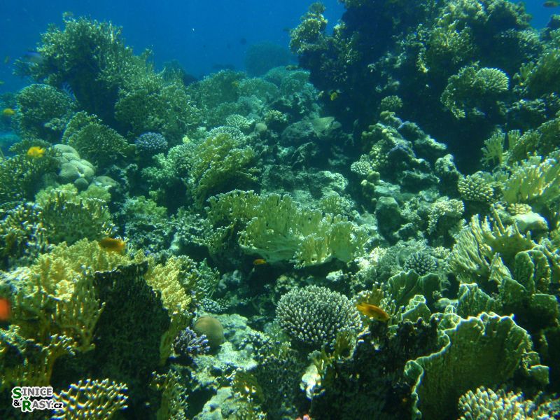 korali-krajinka-s