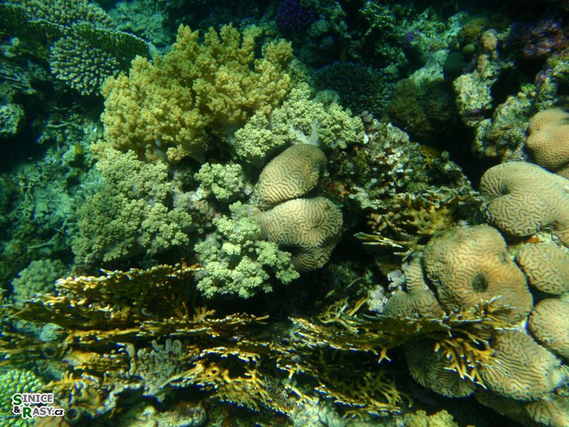korali-krajinka-s3
