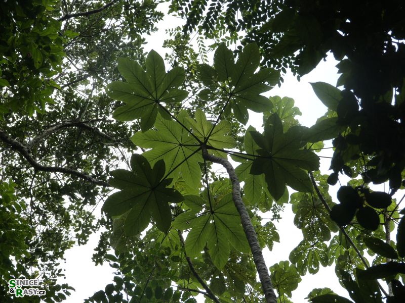 3-guajataca-state-forest-puerto-rico-2013-012