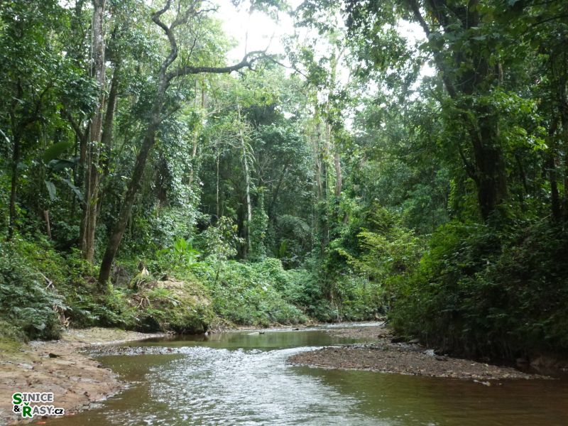 3-guajataca-state-forest-puerto-rico-2013-013