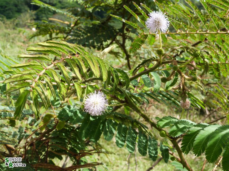 3-guajataca-state-forest-puerto-rico-2013-022