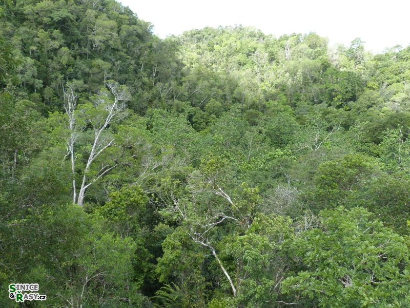3-guajataca-state-forest-puerto-rico-2013-023