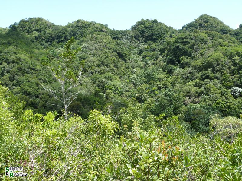 3-guajataca-state-forest-puerto-rico-2013-025