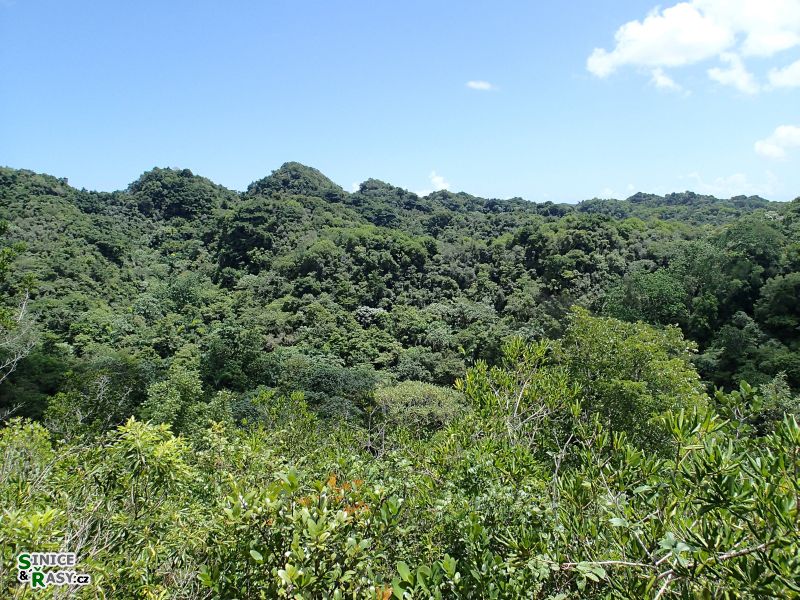 3-guajataca-state-forest-puerto-rico-2013-045