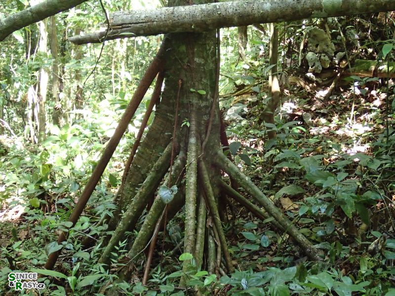 3-guajataca-state-forest-puerto-rico-2013-055