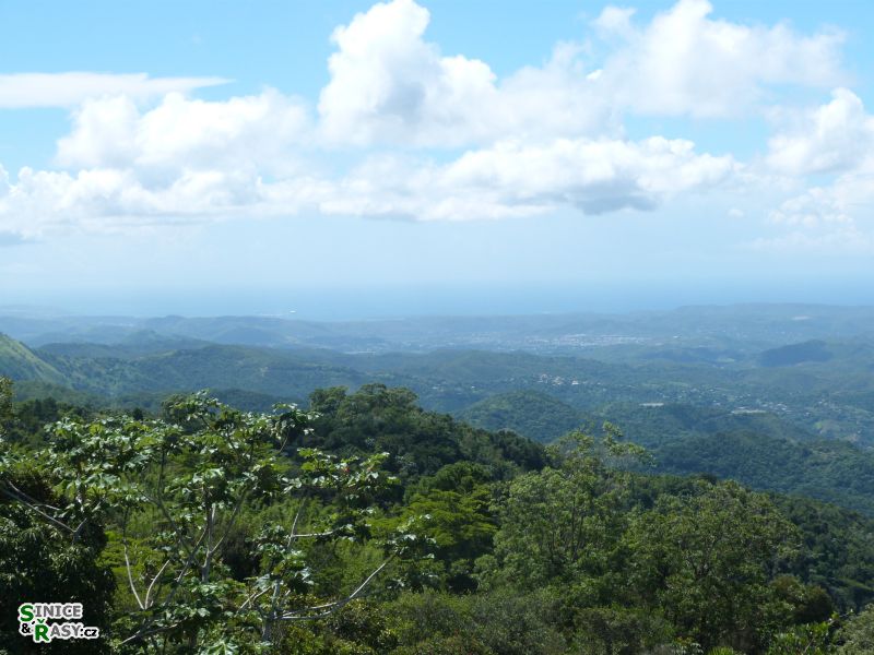 maricao-state-forest-puerto-rico-2013-012