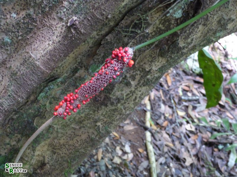 cano-de-tiburones-a-cambalache-state-forest-puerto-rico-2013-006