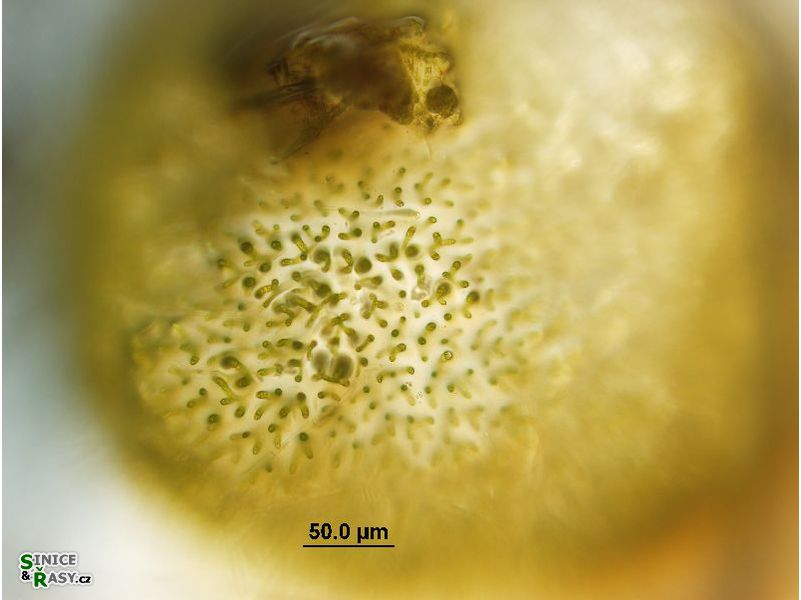 Chaetophora elegans