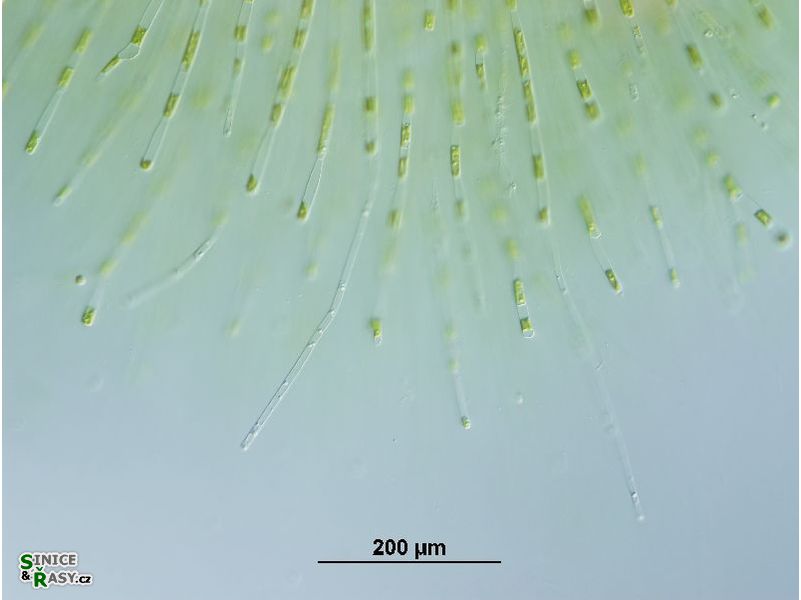 Chaetophora elegans