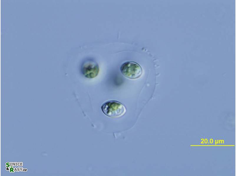 Oocystis lacustris