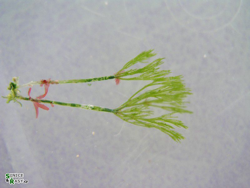 Cladophora cf. petiolata
