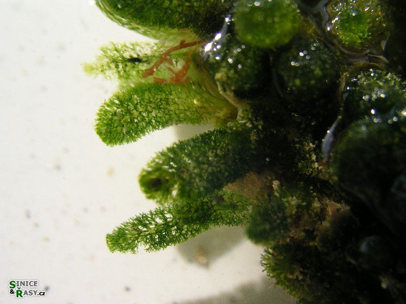 Dasycladus vermicularis