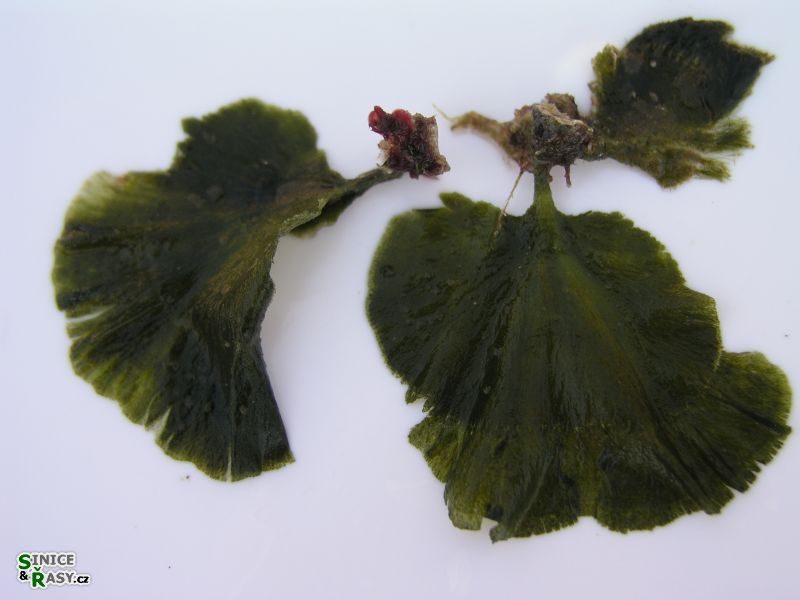 Flabellia petiolata