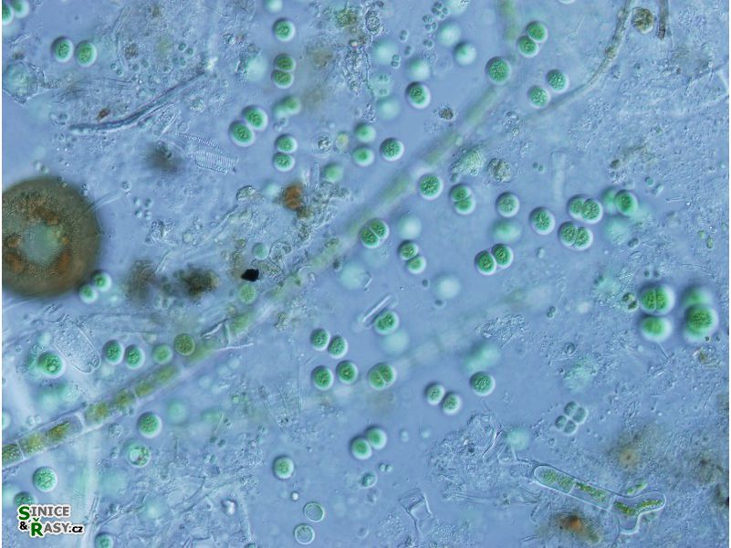Chroococcus obliteratus