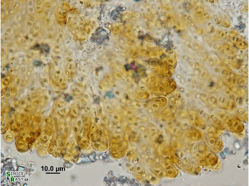 Entophysalis granulosa