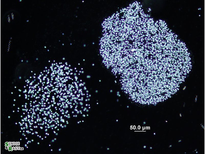 Microcystis flos-aque