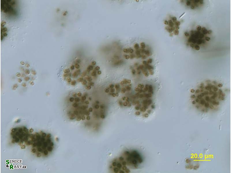 Microcystis viridis