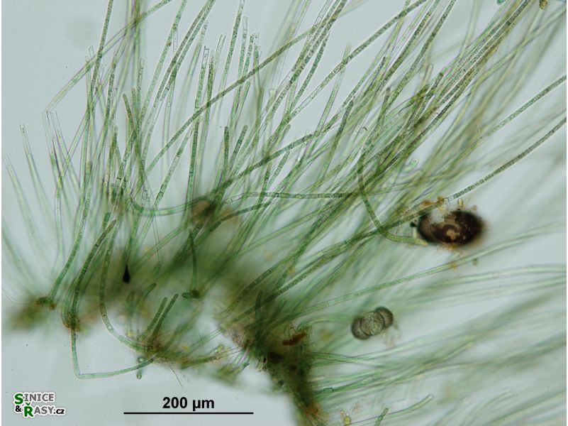 Hapalosiphon fontinalis