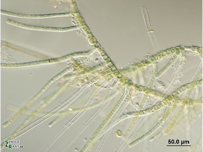 Hapalosiphon fontinalis