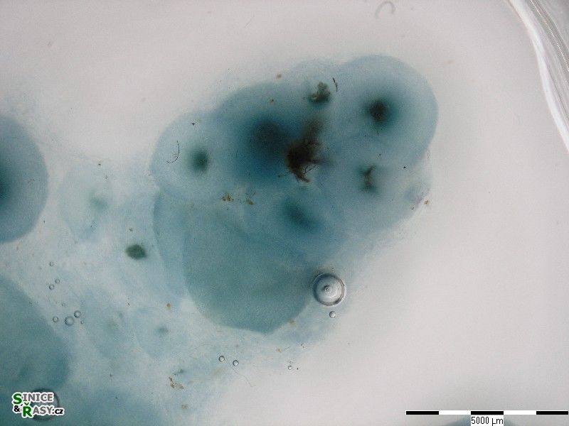 Nostochopsis lobatus