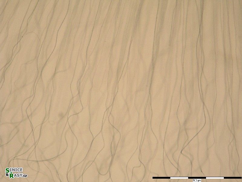 Nostochopsis lobatus