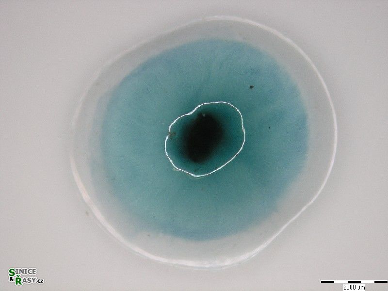 Nostochopsis lobatus