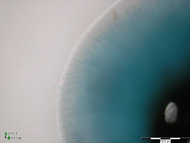 Nostochopsis lobatus