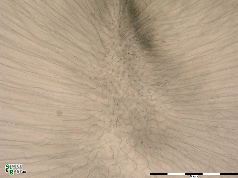 Nostochopsis lobatus