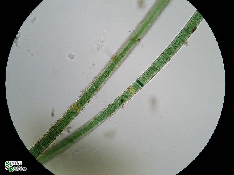 Heteroscytonema crispum