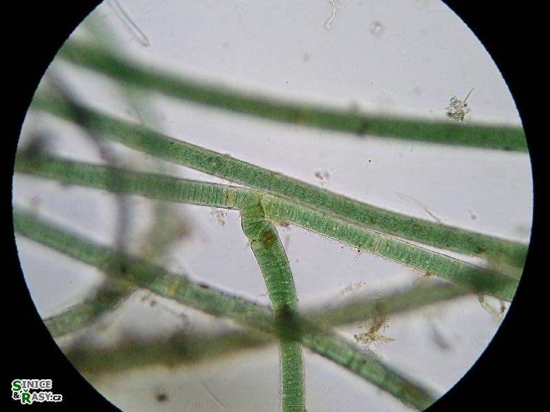 Heteroscytonema crispum