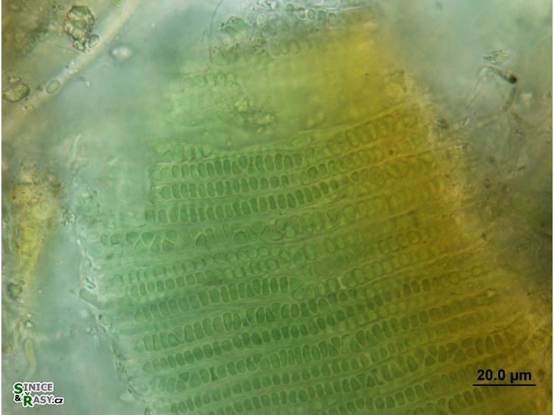 Stauromatonema viride