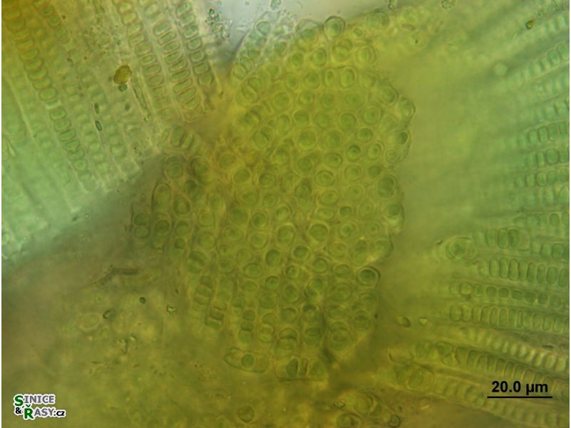 Stauromatonema viride