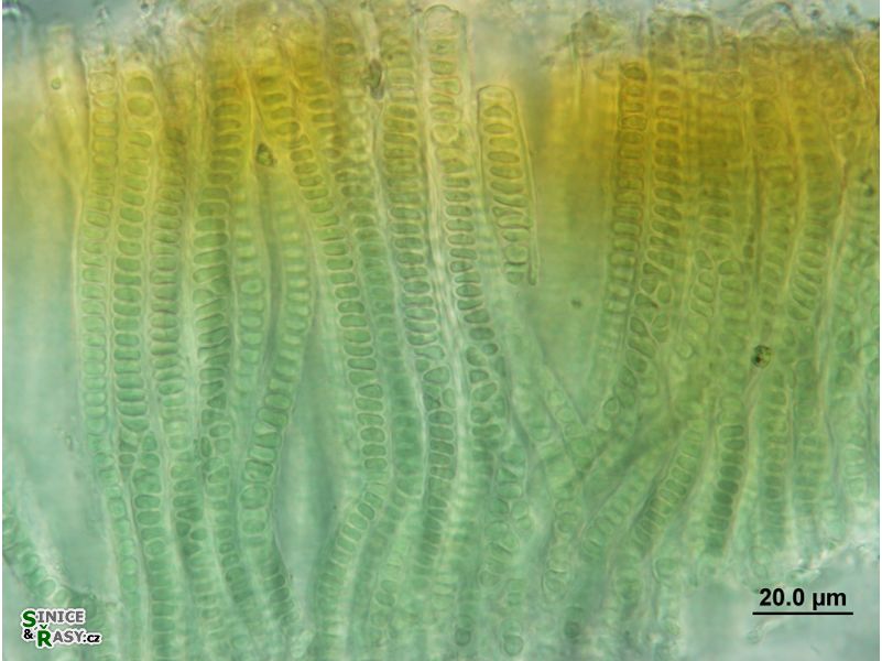 Stauromatonema viride