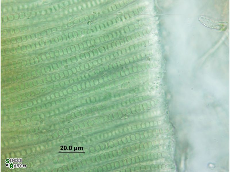 Stauromatonema viride