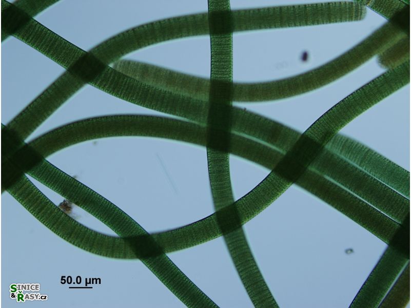 Oscillatoria princeps