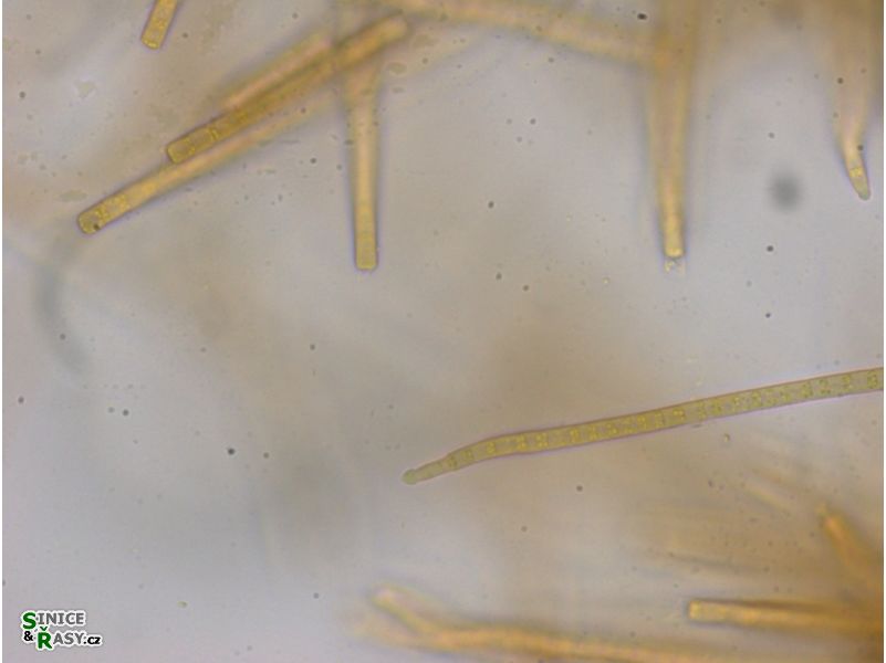 Phormidium beggiatiformis