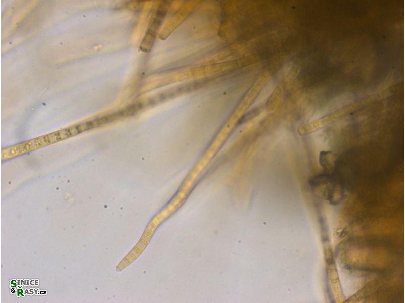 Phormidium beggiatiformis