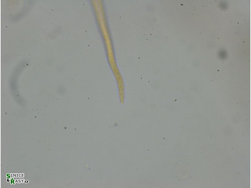 Phormidium beggiatiformis