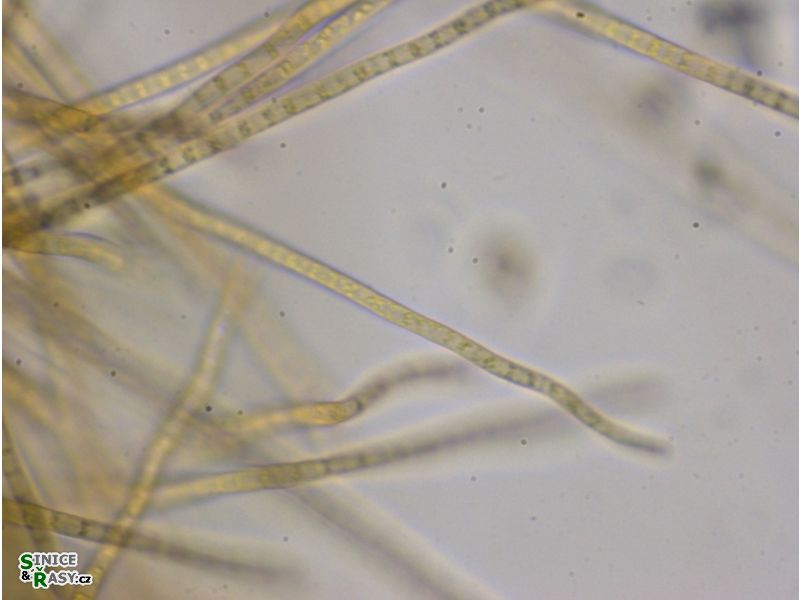 Phormidium beggiatiformis