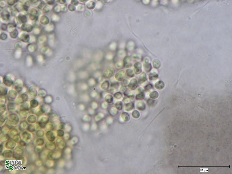 Aphanocapsa muscicola