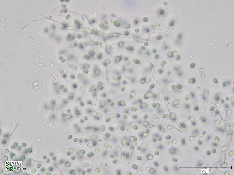 Aphanocapsa muscicola