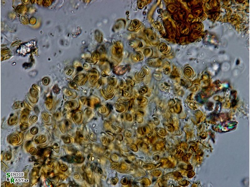 Hydropodocapsa pedicellata