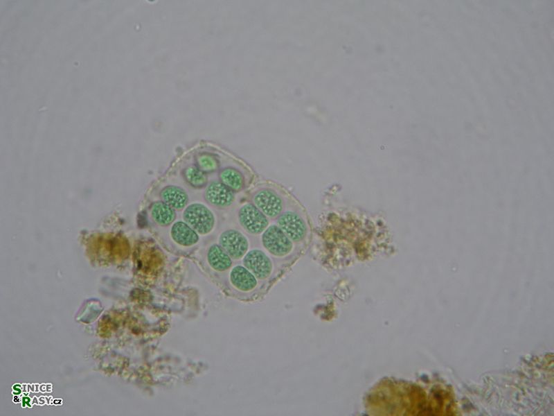 Merismopedia sphagnicola