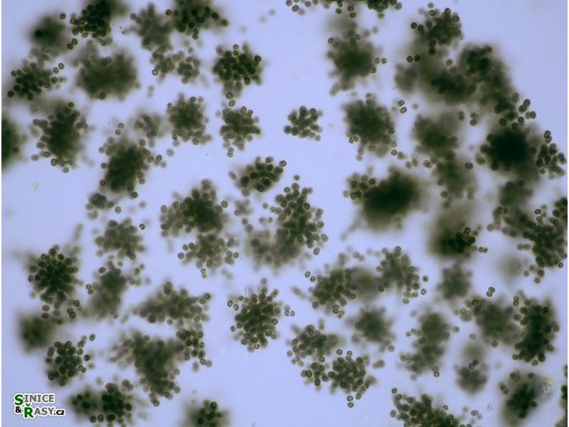 Radiocystis geminata