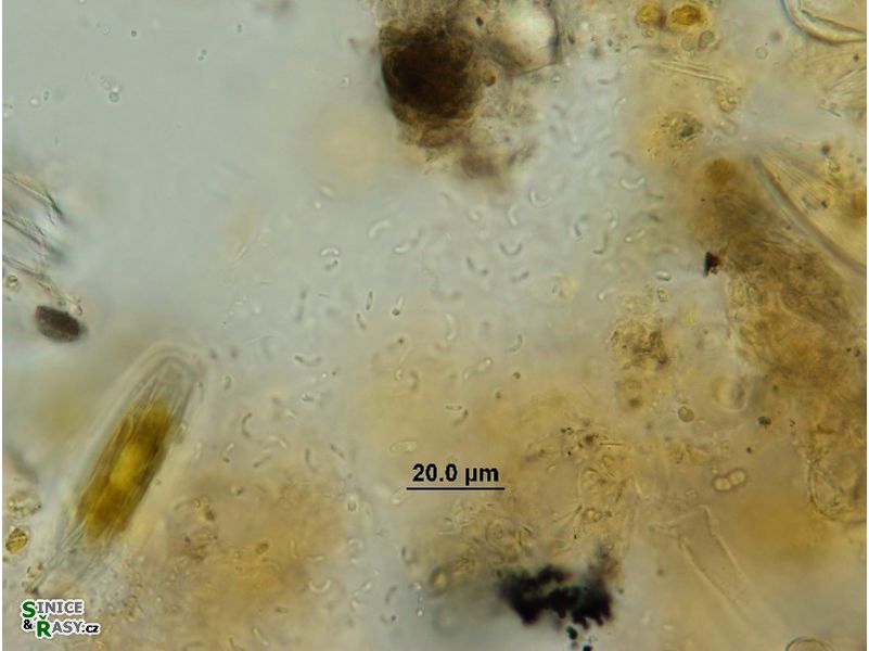Rhabdoderma vermiculare